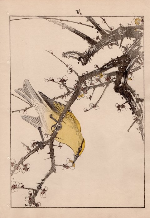 Black-naped Oriole (カウライウグヒズ) and Japanese Plum (ハクバイ) - From the album "Keinen Kachō Gafu" - Imao Keinen (1845-1924) - Japan - Meiji-perioden (1868-1912)  (Ingen mindstepris)