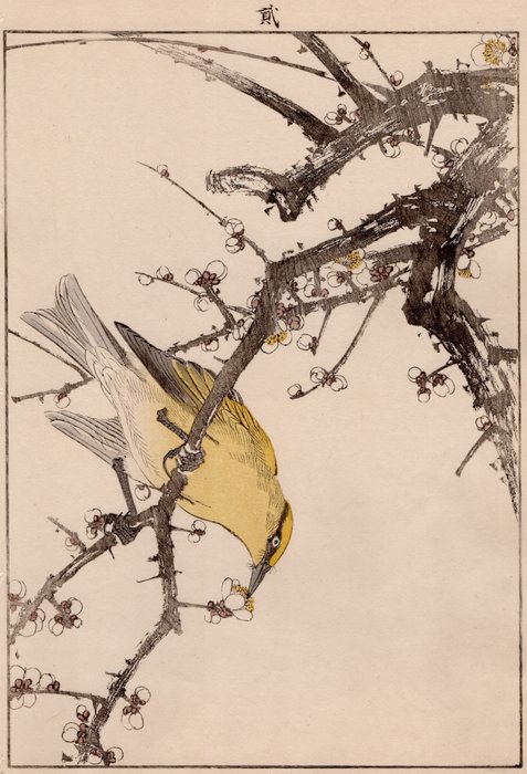 Black-naped Oriole (カウライウグヒズ) and Japanese Plum (ハクバイ) - From the album "Keinen Kachō Gafu" - Imao Keinen (1845-1924) - Japan - Meiji-perioden (1868-1912)  (Ingen mindstepris)