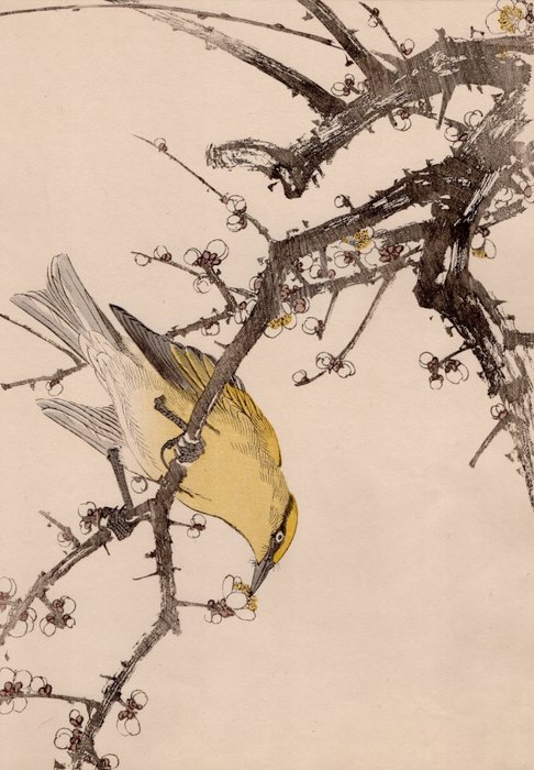 Black-naped Oriole (カウライウグヒズ) and Japanese Plum (ハクバイ) - From the album "Keinen Kachō Gafu" - Imao Keinen (1845-1924) - Japan - Meiji-perioden (1868-1912)  (Ingen mindstepris)