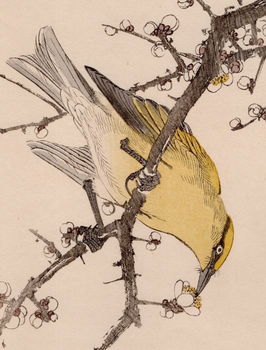 Black-naped Oriole (カウライウグヒズ) and Japanese Plum (ハクバイ) - From the album "Keinen Kachō Gafu" - Imao Keinen (1845-1924) - Japan - Meiji-perioden (1868-1912)  (Ingen mindstepris)