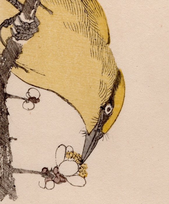 Black-naped Oriole (カウライウグヒズ) and Japanese Plum (ハクバイ) - From the album "Keinen Kachō Gafu" - Imao Keinen (1845-1924) - Japan - Meiji-perioden (1868-1912)  (Ingen mindstepris)