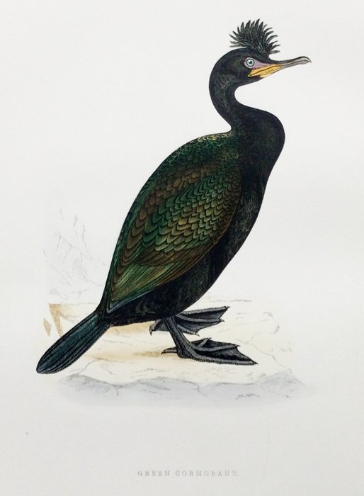 FO Morris / Alexander Lydon / Benjamin Fawcett - A History of British Birds [set of plates] - 1891