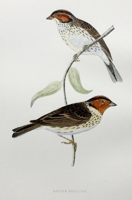 FO Morris / Alexander Lydon / Benjamin Fawcett - A History of British Birds [set of plates] - 1891