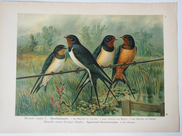 Jan Gerrard Keulemans and others - 32 large lithograph prints: Swallows, Crows, Starlings, Magpie and others - 1904