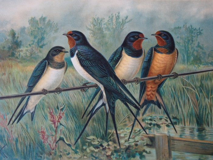 Jan Gerrard Keulemans and others - 32 large lithograph prints: Swallows, Crows, Starlings, Magpie and others - 1904