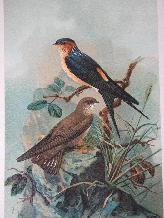 Jan Gerrard Keulemans and others - 32 large lithograph prints: Swallows, Crows, Starlings, Magpie and others - 1904