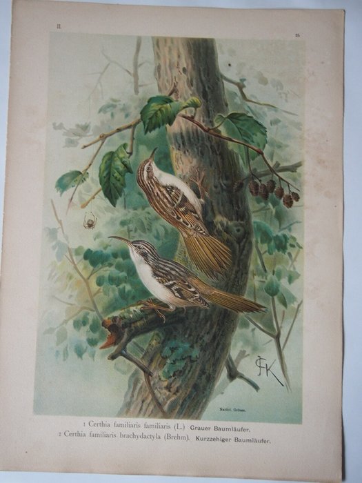 Jan Gerrard Keulemans and others - 32 large lithograph prints: Swallows, Crows, Starlings, Magpie and others - 1904