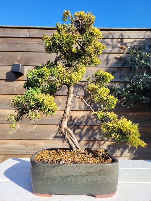 Enebærtræs bonsai (Juniperus) - Højde (Træ): 40 cm - Dybde (Træ): 34 cm - Japan