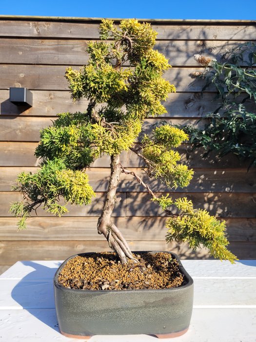 Enebærtræs bonsai (Juniperus) - Højde (Træ): 40 cm - Dybde (Træ): 34 cm - Japan