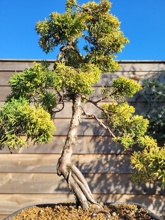 Enebærtræs bonsai (Juniperus) - Højde (Træ): 40 cm - Dybde (Træ): 34 cm - Japan