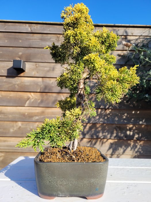 Enebærtræs bonsai (Juniperus) - Højde (Træ): 40 cm - Dybde (Træ): 34 cm - Japan