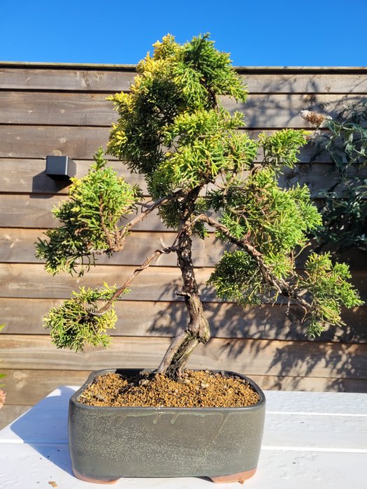 Enebærtræs bonsai (Juniperus) - Højde (Træ): 40 cm - Dybde (Træ): 34 cm - Japan