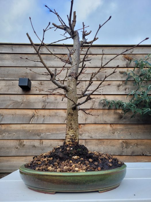 tilia cordata bonsai (vinterlime/småbladet lime) - Højde (Træ): 40 cm - Dybde (Træ): 27 cm - Holland