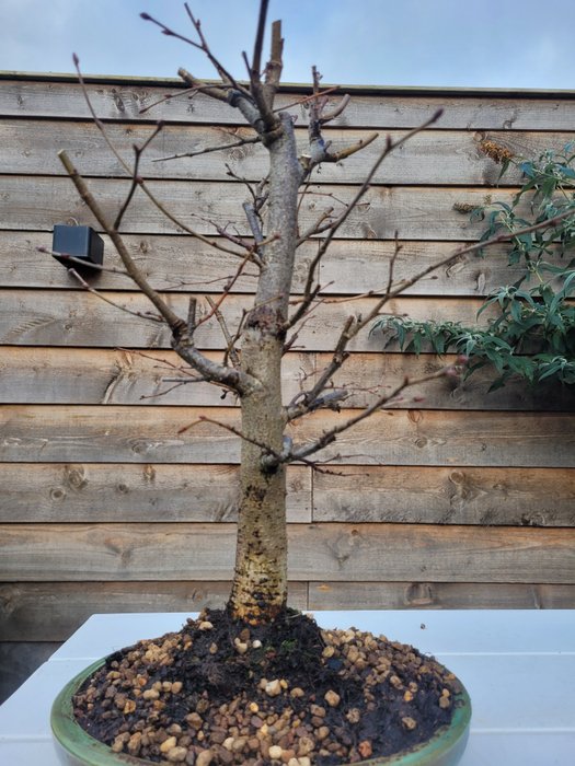 tilia cordata bonsai (vinterlime/småbladet lime) - Højde (Træ): 40 cm - Dybde (Træ): 27 cm - Holland