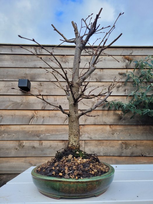 tilia cordata bonsai (vinterlime/småbladet lime) - Højde (Træ): 40 cm - Dybde (Træ): 27 cm - Holland