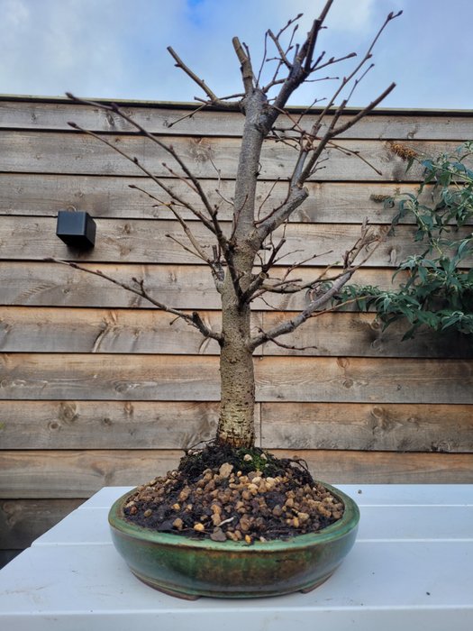 tilia cordata bonsai (vinterlime/småbladet lime) - Højde (Træ): 40 cm - Dybde (Træ): 27 cm - Holland