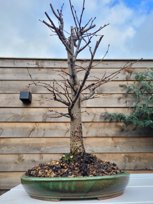 tilia cordata bonsai (vinterlime/småbladet lime) - Højde (Træ): 40 cm - Dybde (Træ): 27 cm - Holland