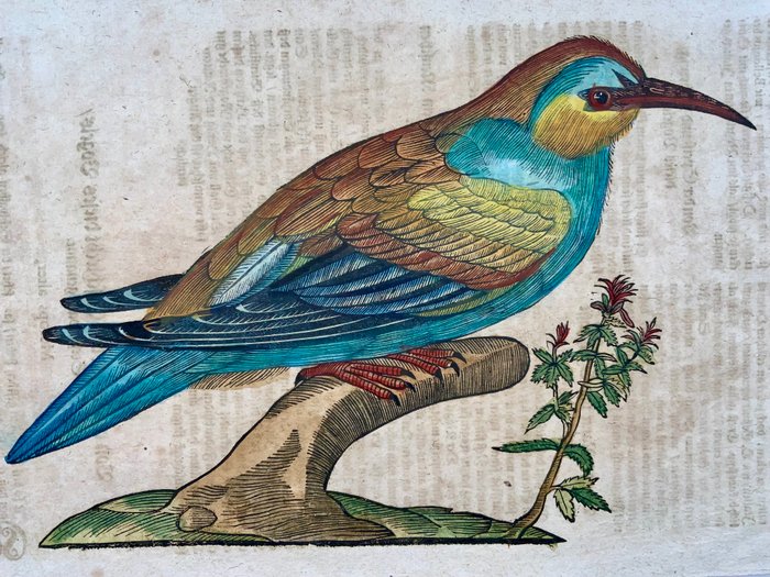 Conrad Gesner [1516-1565], Konrad Gessner - Bee-eater [ Merops ], ornithology, folio with hand coloured woodcut - 1669