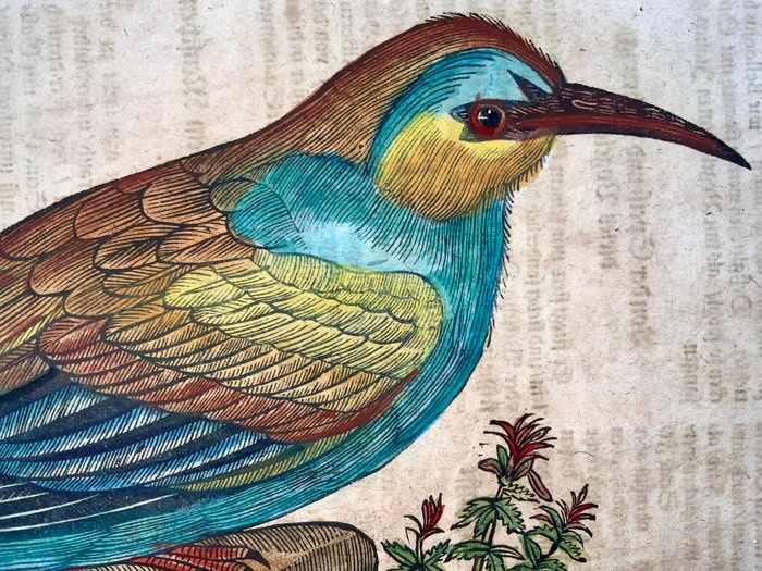 Conrad Gesner [1516-1565], Konrad Gessner - Bee-eater [ Merops ], ornithology, folio with hand coloured woodcut - 1669