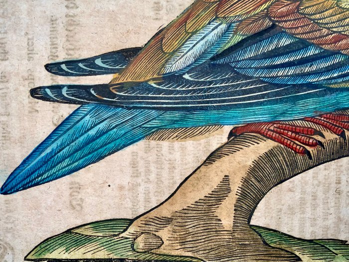 Conrad Gesner [1516-1565], Konrad Gessner - Bee-eater [ Merops ], ornithology, folio with hand coloured woodcut - 1669