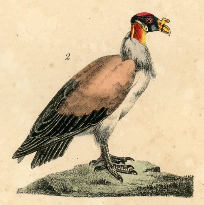 13 handcoloured engravings from Oeuvres completes de Buffon by Buffon and Daubenton - 1828