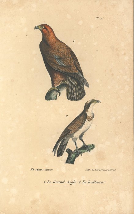 13 handcoloured engravings from Oeuvres completes de Buffon by Buffon and Daubenton - 1828