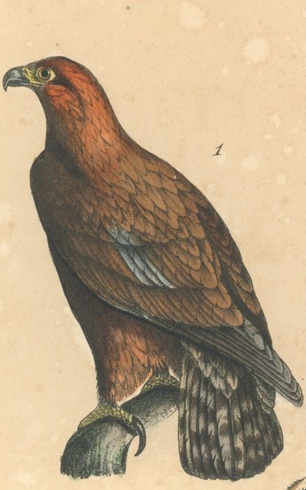 13 handcoloured engravings from Oeuvres completes de Buffon by Buffon and Daubenton - 1828