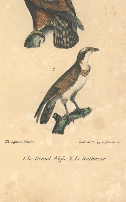 13 handcoloured engravings from Oeuvres completes de Buffon by Buffon and Daubenton - 1828