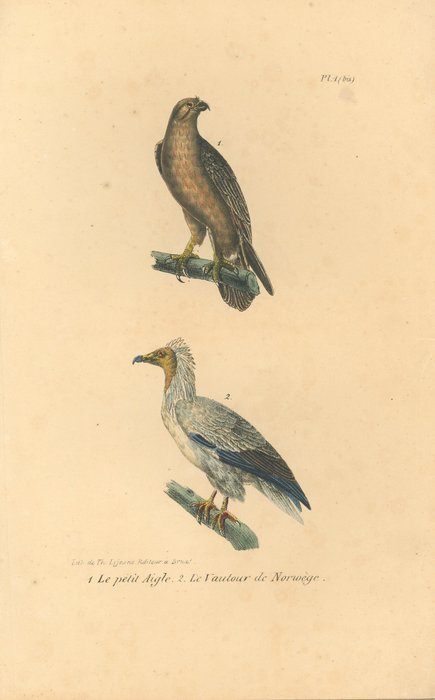 13 handcoloured engravings from Oeuvres completes de Buffon by Buffon and Daubenton - 1828