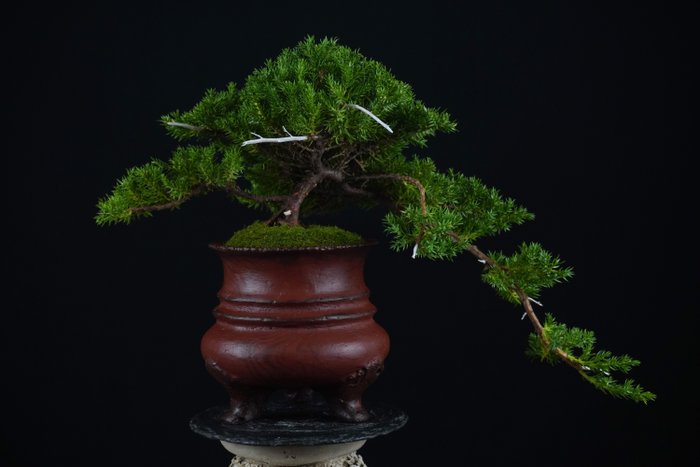 Enebærtræs bonsai (Juniperus) - Højde (Træ): 15 cm - Dybde (Træ): 18 cm - Italien