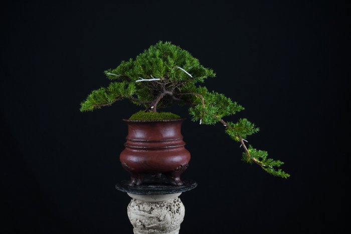 Enebærtræs bonsai (Juniperus) - Højde (Træ): 15 cm - Dybde (Træ): 18 cm - Italien