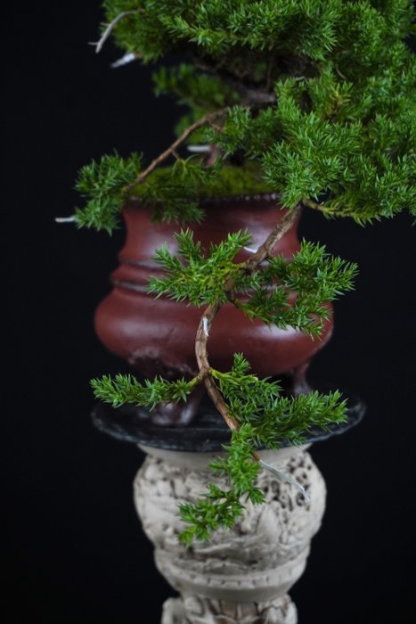 Enebærtræs bonsai (Juniperus) - Højde (Træ): 15 cm - Dybde (Træ): 18 cm - Italien