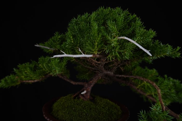 Enebærtræs bonsai (Juniperus) - Højde (Træ): 15 cm - Dybde (Træ): 18 cm - Italien