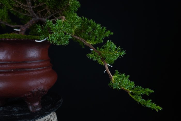 Enebærtræs bonsai (Juniperus) - Højde (Træ): 15 cm - Dybde (Træ): 18 cm - Italien