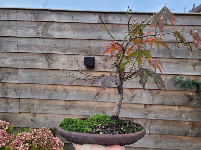 Japanese maple bonsai (Acer palmatum) - Højde (Træ): 28 cm - Dybde (Træ): 28 cm - Japan