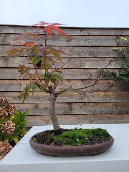 Japanese maple bonsai (Acer palmatum) - Højde (Træ): 28 cm - Dybde (Træ): 28 cm - Japan