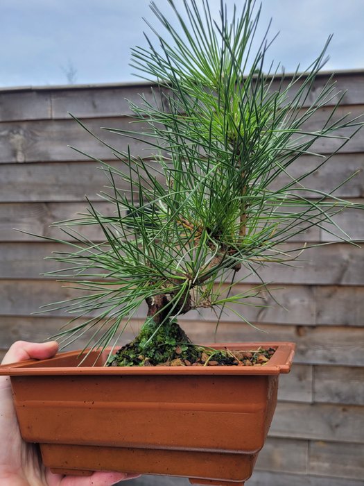 Pinus thumbergii bonsai (japansk sort fyr) - Højde (Træ): 25 cm - Dybde (Træ): 25 cm - Holland