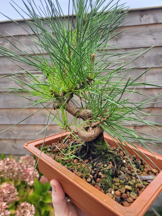 Pinus thumbergii bonsai (japansk sort fyr) - Højde (Træ): 25 cm - Dybde (Træ): 25 cm - Holland