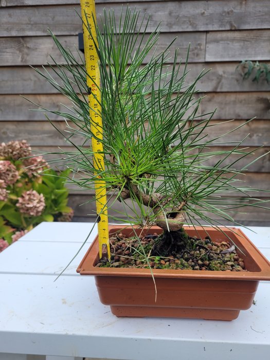 Pinus thumbergii bonsai (japansk sort fyr) - Højde (Træ): 25 cm - Dybde (Træ): 25 cm - Holland