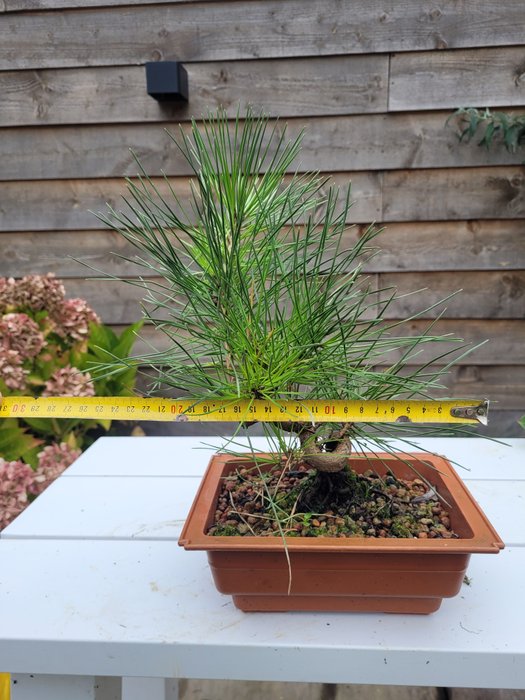 Pinus thumbergii bonsai (japansk sort fyr) - Højde (Træ): 25 cm - Dybde (Træ): 25 cm - Holland