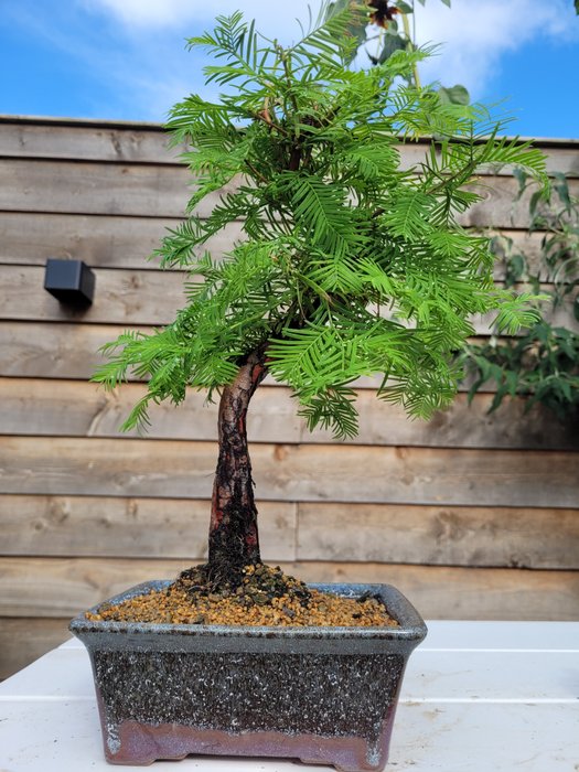 Kyst/Daggry rødtræs bonsai (Sequoia) - Højde (Træ): 30 cm - Dybde (Træ): 25 cm - Holland