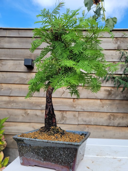 Kyst/Daggry rødtræs bonsai (Sequoia) - Højde (Træ): 30 cm - Dybde (Træ): 25 cm - Holland