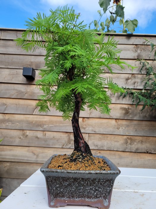 Kyst/Daggry rødtræs bonsai (Sequoia) - Højde (Træ): 30 cm - Dybde (Træ): 25 cm - Holland