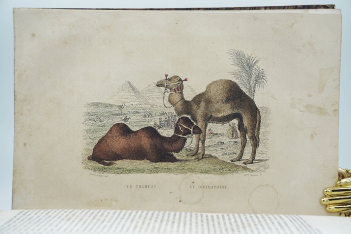 Buffon - Œuvres complètes de Buffon : Mammifères II - 1839