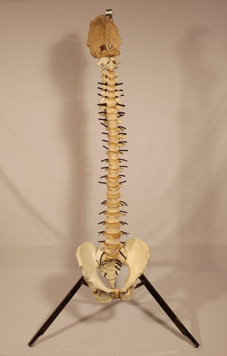 Anatomisk model - Harpiks - 1970-1980 - Ryg med stativ