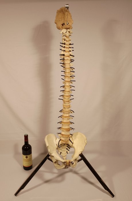 Anatomisk model - Harpiks - 1970-1980 - Ryg med stativ