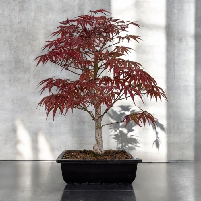 Japanese maple bonsai (Acer palmatum) - Højde (Træ): 44 cm - Dybde (Træ): 32 cm - Japan