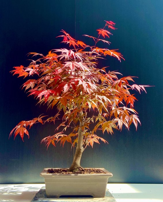 Japanese maple bonsai (Acer palmatum) - Højde (Træ): 44 cm - Dybde (Træ): 32 cm - Japan