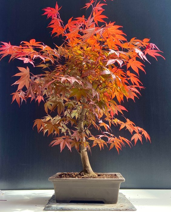 Japanese maple bonsai (Acer palmatum) - Højde (Træ): 44 cm - Dybde (Træ): 32 cm - Japan