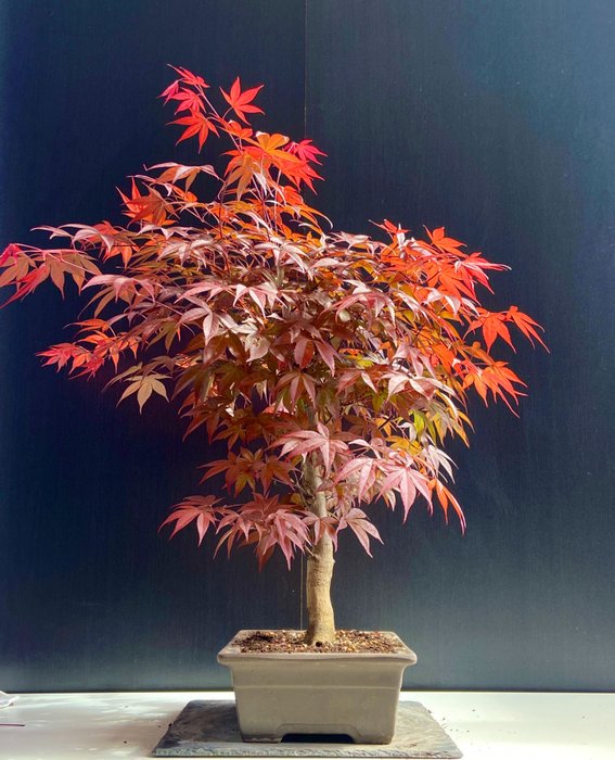 Japanese maple bonsai (Acer palmatum) - Højde (Træ): 44 cm - Dybde (Træ): 32 cm - Japan